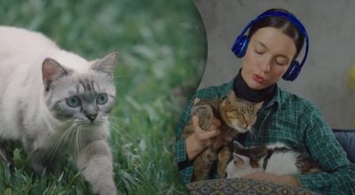 Музика для котів: які звуки їх заспокоюють, а які дратують Музика для котів: які звуки їх заспокоюють, а які дратують