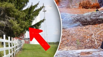Чи можна зрізати гілки дерев сусідів над своєю ділянкою - поставлено крапку в питанні Чи можна зрізати гілки дерев сусідів над своєю ділянкою - поставлено крапку в питанні