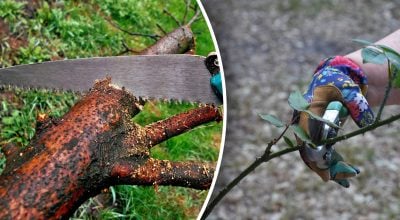 Які дерева і чагарники потрібно обрізати у вересні Які дерева і чагарники потрібно обрізати у вересні