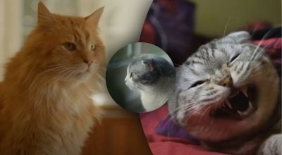 Що насправді думає кіт протягом дня, коли господар йде з дому – відповідь здивує Що насправді думає кіт протягом дня, коли господар йде з дому – відповідь здивує