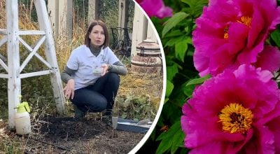 Як доглядати за півоніями восени Як доглядати за півоніями восени