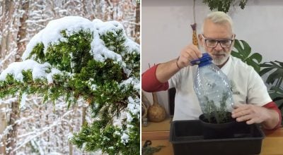 Чи можна вкоренити хвойні гілочки Чи можна вкоренити хвойні гілочки
