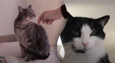 Як гарантовано завоювати довіру кота - розкрито п'ять простих методів Як гарантовано завоювати довіру кота - розкрито п'ять простих методів