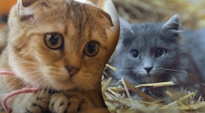 Чому коти розширюють зіниці — сигнал, який не можна ігнорувати Чому коти розширюють зіниці — сигнал, який не можна ігнорувати