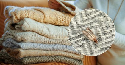 Про міль можна забути: натуральний засіб швидко відвадить комах