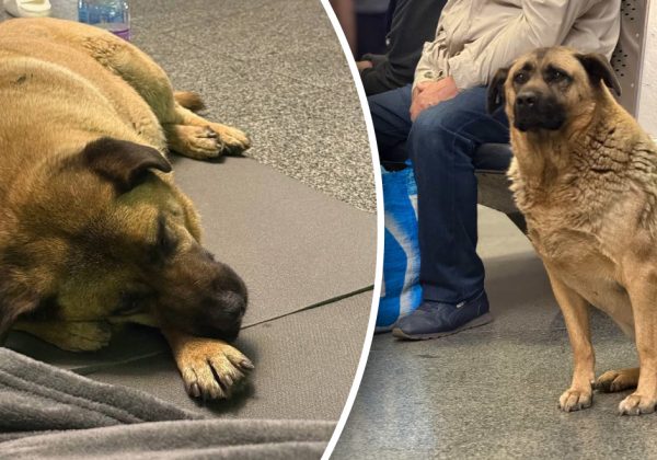 Украинцы взбунтовались: песика Мишу не пустили в метро во время тревоги