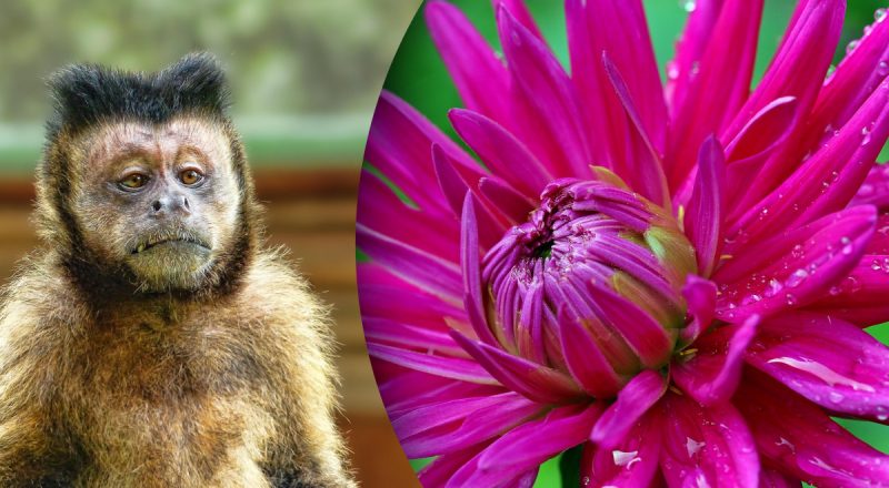 Китайський гороскоп на сьогодні 2 вересня: Козлам - занепокоєння, Мавпам - травми