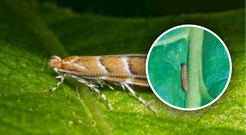 В Україні нашестя нового шкідника: 80% урожаю під загрозою, як протидіяти йому