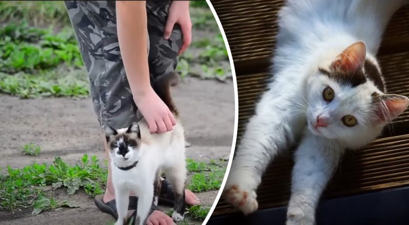 У якому віці кіт офіційно вважається пенсіонером: ветеринар назвав точну цифру