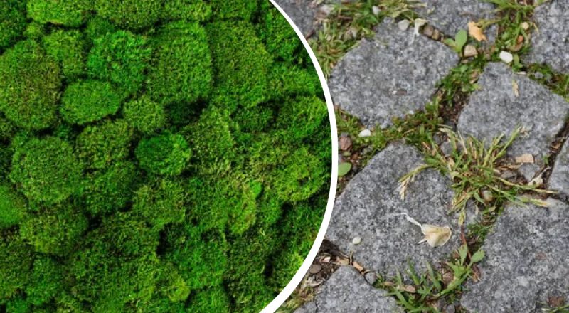 Как вывести мох на брусчатке: простое средство из кухни спасет ваш двор
