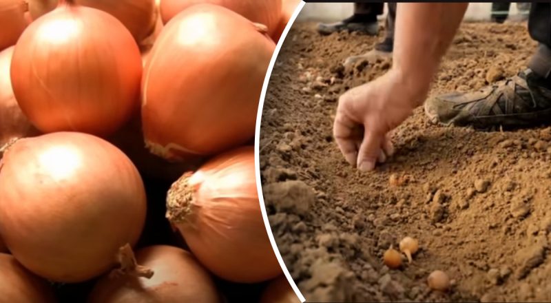 Цибуля росте у кілька разів краще: садівниця розкрила простий спосіб посадки під зиму