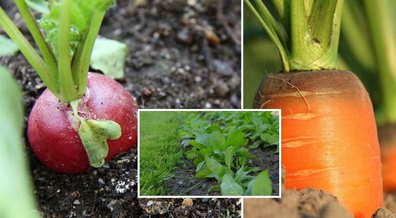 Город у вересні: що посіяти, щоб насолоджуватися зеленню та овочами до зими