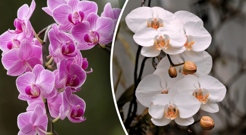 Як змусити орхідею цвісти частіше: експерти назвали єдину формулу