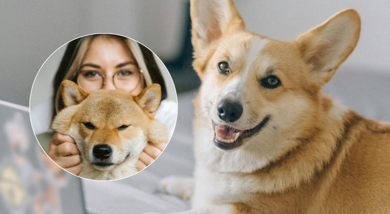 Ваша собака смотрит телевизор: что это может рассказать о её характере