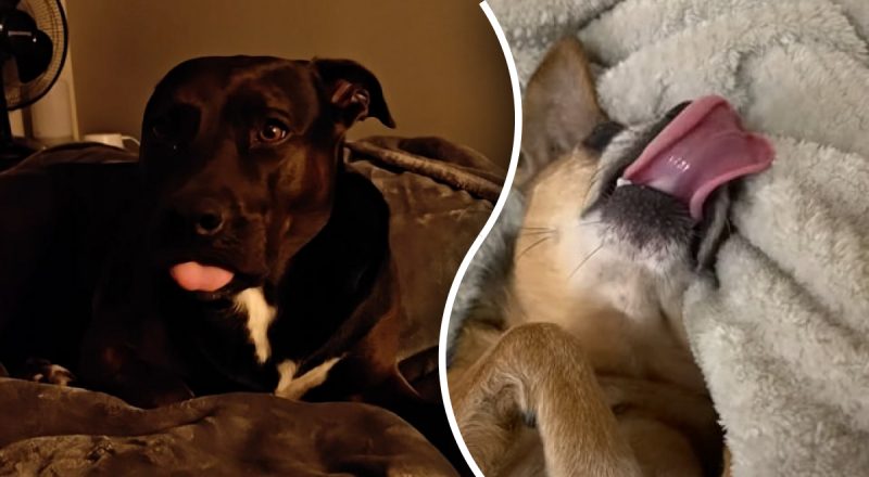 Сигнал который нельзя игнорировать: почему собака облизывает свои губы