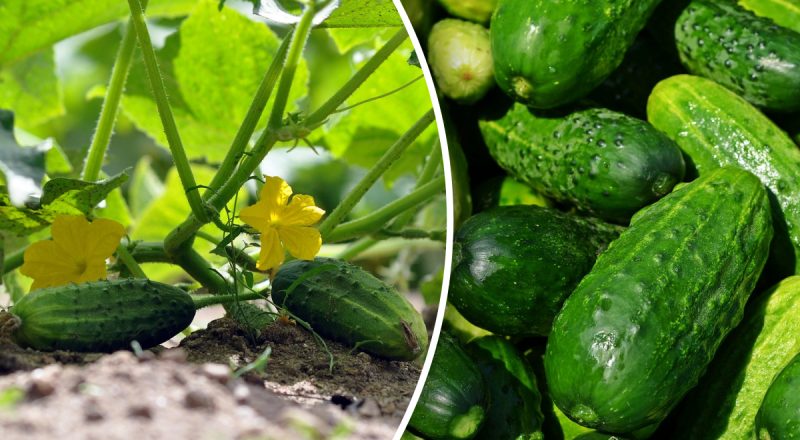 Как вырастить огурцы осенью: хитрости и лучшие сорта для урожая