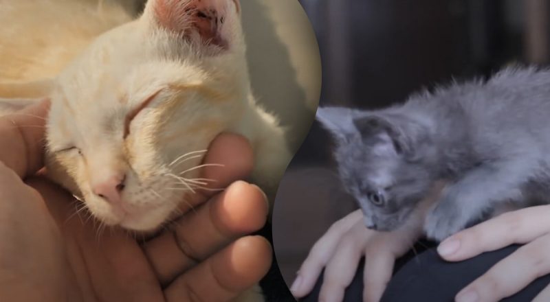 Чи розуміють коти українську мову – розкрито, як вони спілкуються з господарями