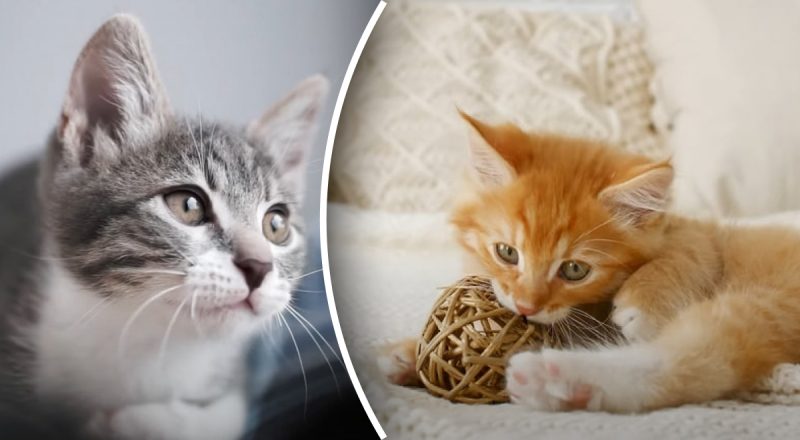 Гораздо больше, чем кажется: что на самом деле и сколько помнят коты