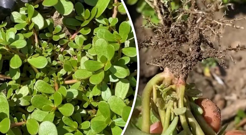 "Килимам" прийде кінець: як вивести портулак з городу без хімії