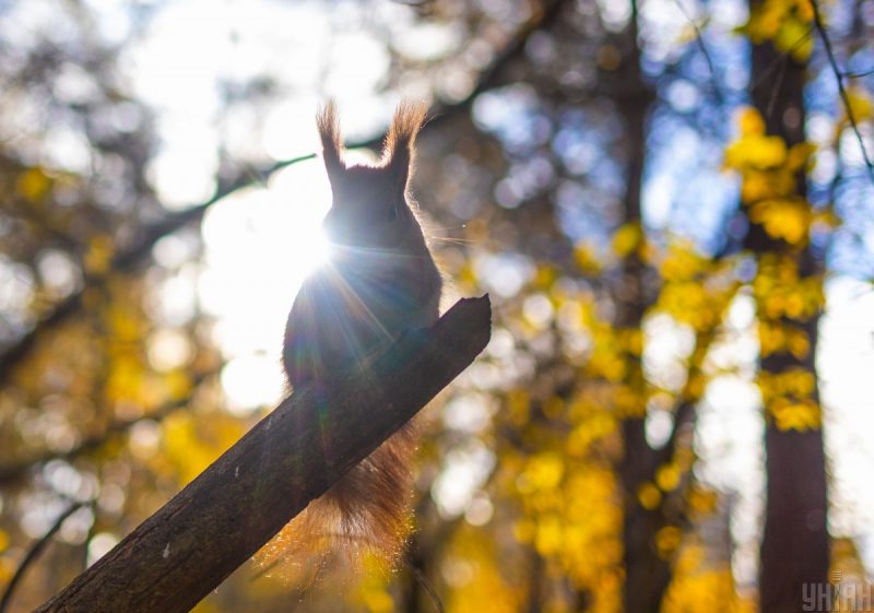 Украинцев ждет красивая ранняя осень: известно, когда дожди сделают паузу