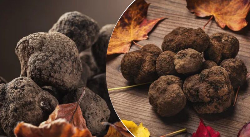 330 тисяч доларів за кілограм: де в Україні росте найдорожчий гриб у світі