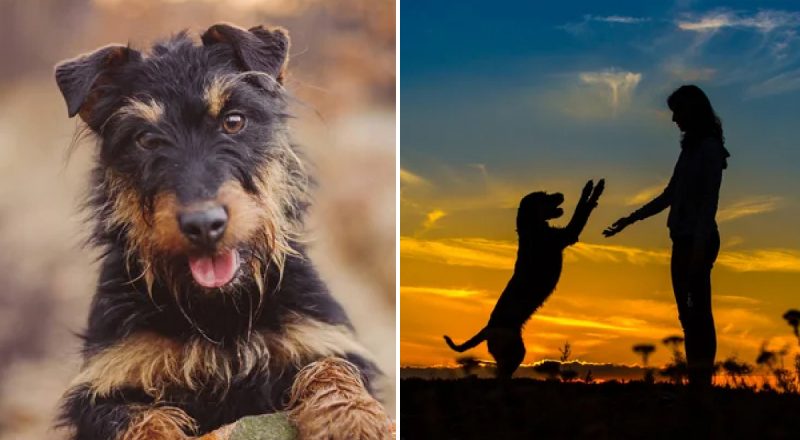 Ад и для кинологов, и для хозяев: какую породу собаки труднее всего дрессировать