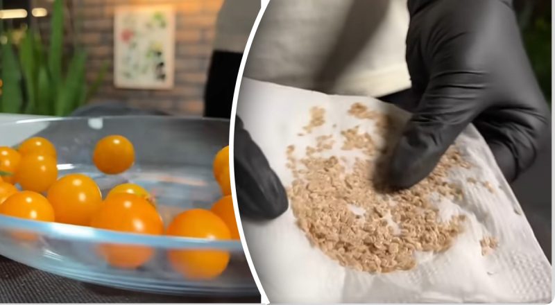 Старий рецепт, який працює: як зібрати насіння томатів удома для кращого врожаю