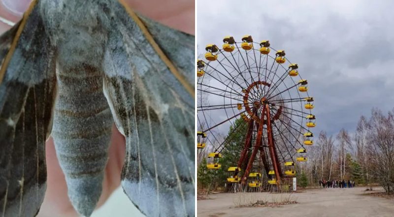 Розмах крил аж до 10 см: у Чорнобилі помітили аномального метелика-монстра