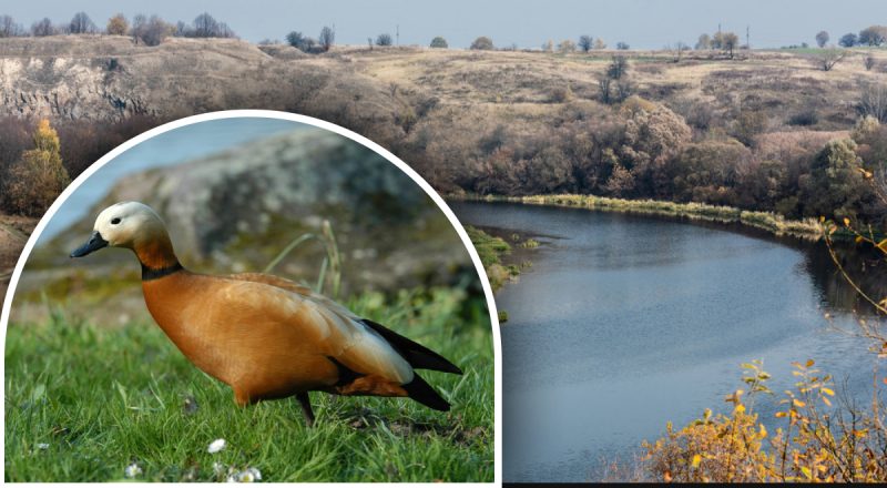 Неожиданный гость: в Украине заметили редкую краснокнижную степную птицу