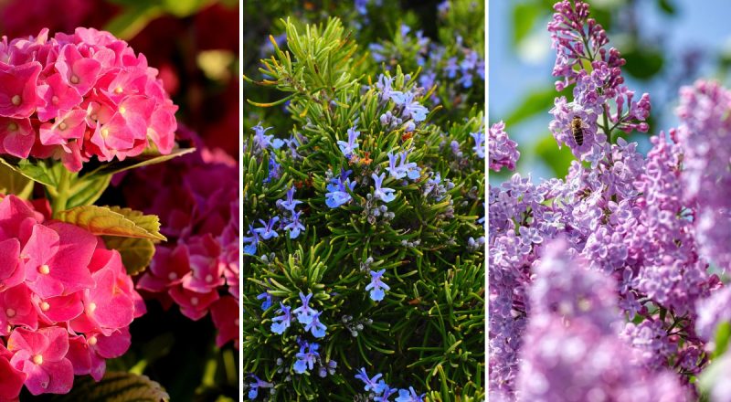 Які рослини не можна обрізати у вересні, якщо хочете побачити квіти навесні: список