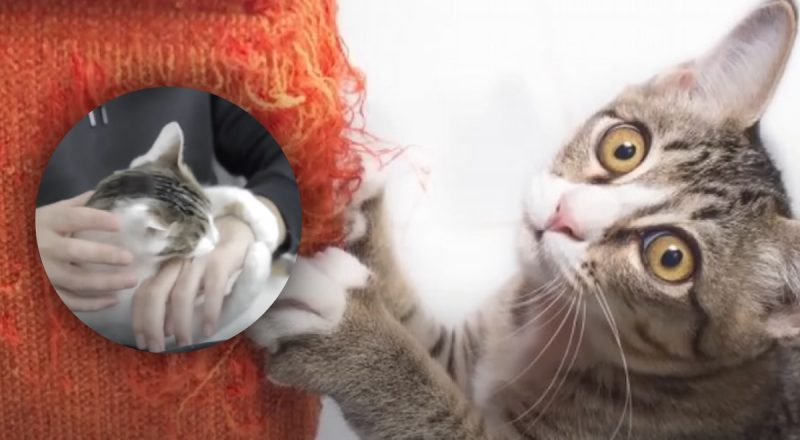 Как сказать коту "нет" так, чтобы он его понял - раскрыт главный секрет