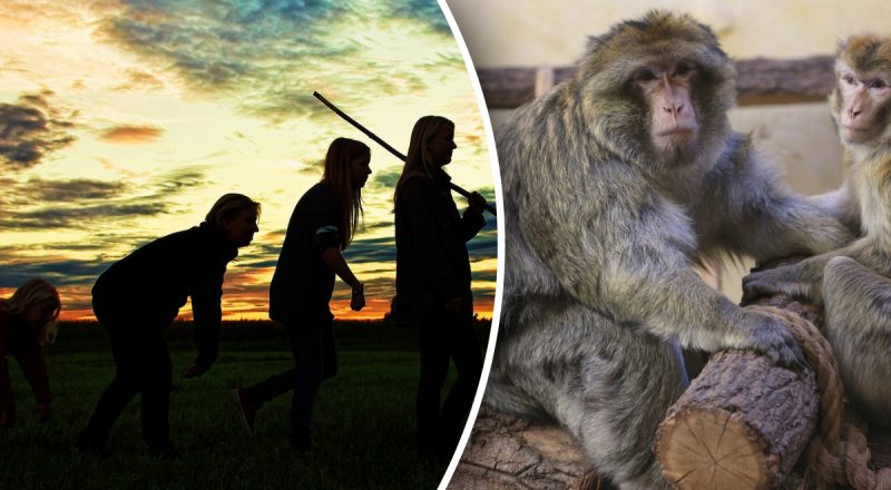 Почему не все обезьяны эволюционировали в людей - ученые приоткрыли разгадку