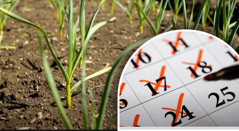 "Золотые дни": когда по лунному календарю лучше всего сажать озимый чеснок осенью