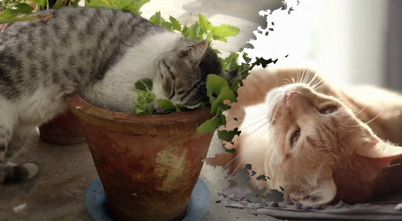 Как кошачья мята влияет на питомцев - признаки, на которые стоит обращать внимание