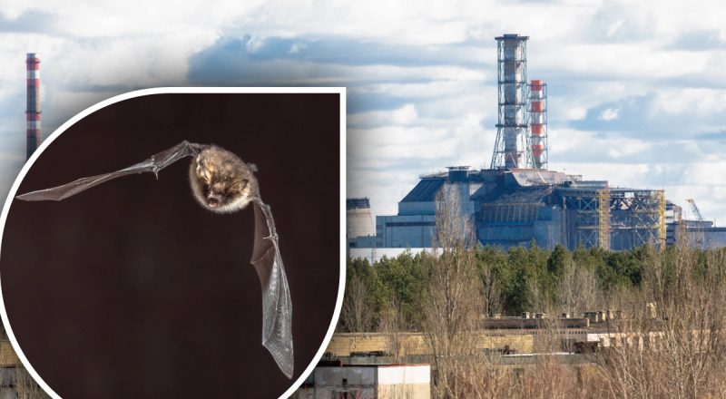 Они появились во второй раз за много лет: в Чернобыле зафиксировали редких летучих мышей
