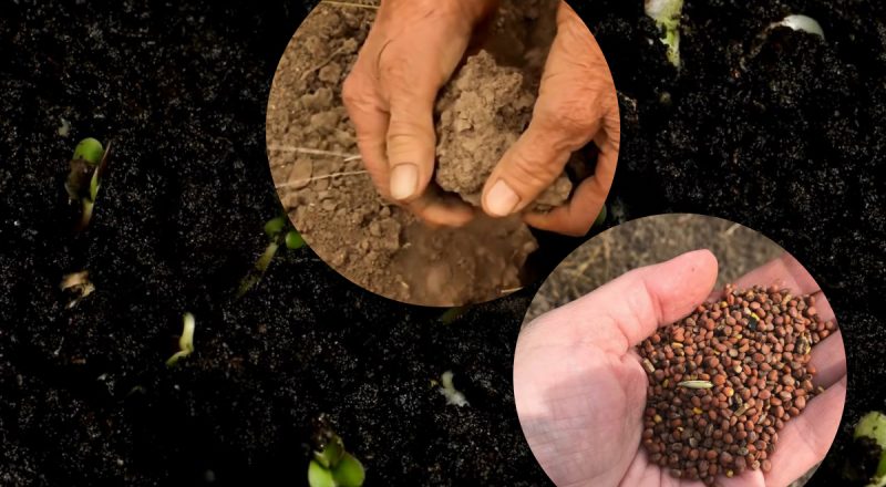 Не просто седират: як один осінній посів перетворить навіть важкий грунт на пухкий