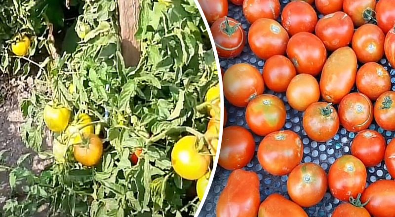 Не на подоконнике: как ускорить созревание зеленых помидоров