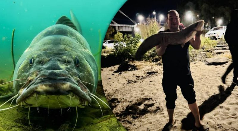 У Києві рибалка витягнув із Дніпра сома-гіганта вагою 10 кг: фото трофея