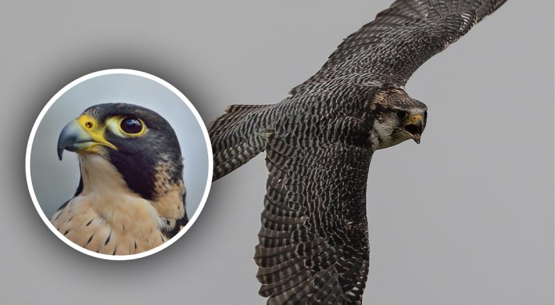 Самая быстрая птица в мире живет в Украине - кто она и где ее можно увидеть