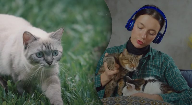Музыка для кошек: какие звуки их успокаивают, а какие раздражают