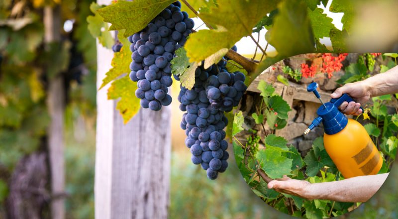 Осінній щит для винограду – простий розчин, який допоможе пережити зиму