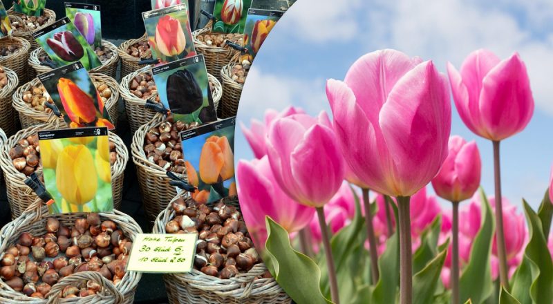 Весной будет пышное цветение: как разделить луковицы цветов перед зимой