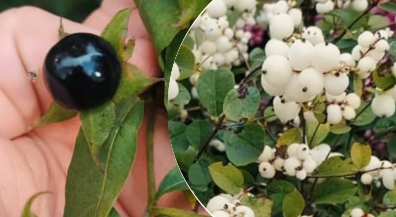 Виглядають чарівно, але їсти не можна: які небезпечні ягоди ростуть в Україні