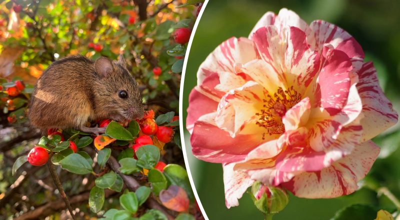 Китайский гороскоп на сегодня 25 сентября: Крысам - ревность, Змеям - драма