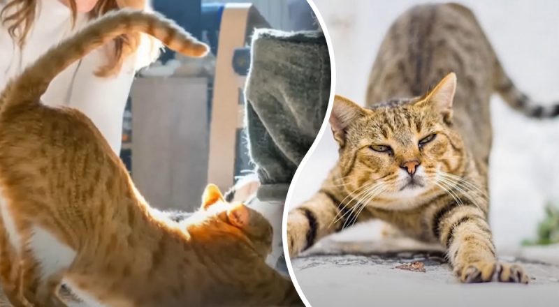 Сигнал, который нельзя игнорировать: почему кот поднимает задницу когда видит хозяина