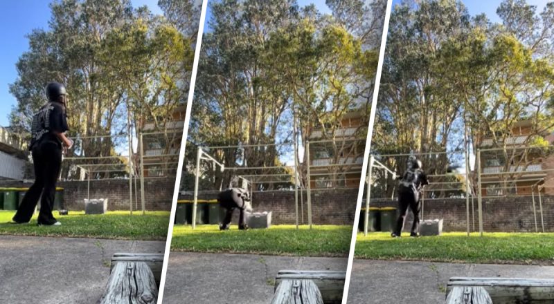 Птахи атакують людей: дівчина змушена вішати білизну у дворі в шоломі, рятуючись від сорок