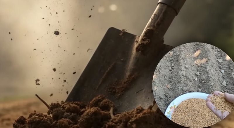 Эликсир для земли: как оздоровить почву, чтобы получить щедрый урожай в следующем году