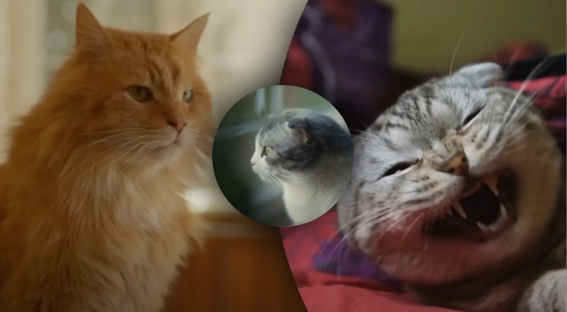 Что думает кот в течение дня, когда хозяин уходит из дома - ответ удивит