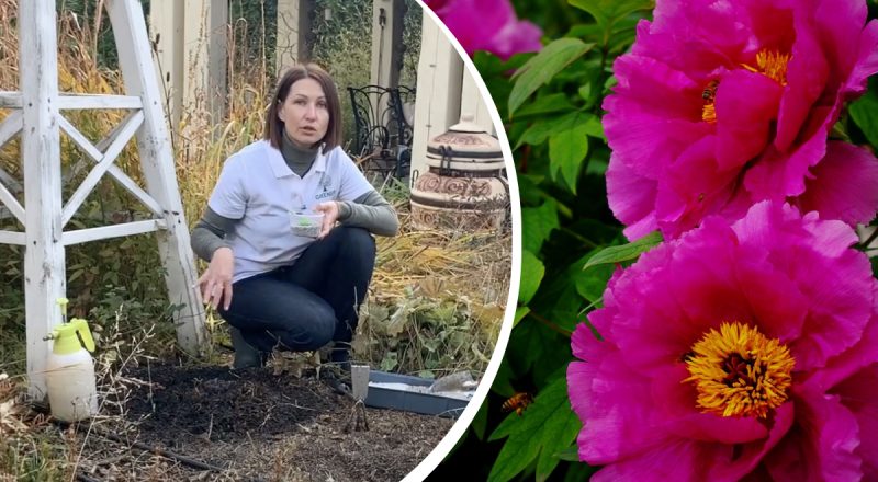 Що зробити восени, щоб півонії зацвіли пишно навесні: покрокова інструкція