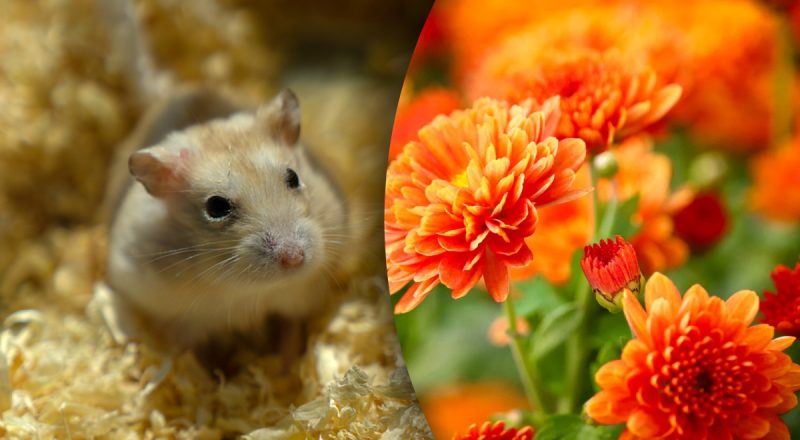 Китайский гороскоп на сегодня 29 сентября: Крысам - несправедливость, Тиграм - страх